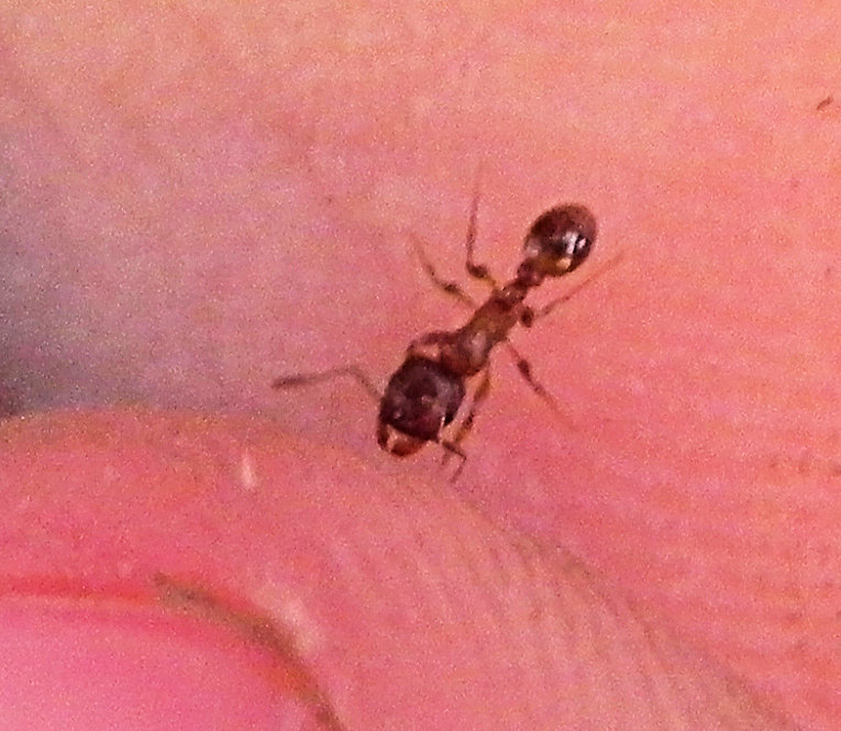 Fam Formicidae, Italia, Brescia, 20 Mar 2012. Ugolini pr. sc. Ia.